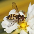 Didea fasciata, hoverfly, female, Alan Prowse